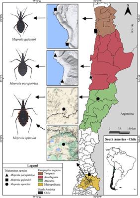 Transcriptome-based phylogenomic analysis reveals evidence of ancient hybridization events in the Mepraia genus (Hemiptera: Reduviidae: Triatominae)